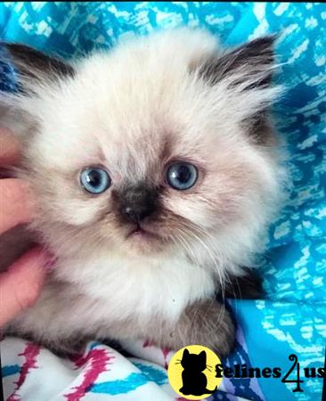 Purrfect Persians Picture 2